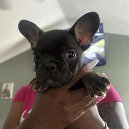 Fluffy Carrier French Bulldog Available in Fayetteville, nc