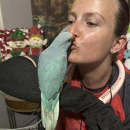 Turquoise Indian Ringneck Parakeet for Adoption in Sarasota, fl