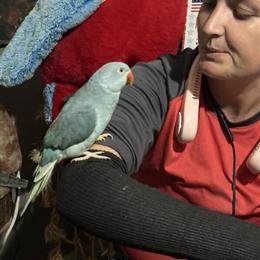 Indian Ringneck Parakeet and Conure Babies Available in Sarasota, fl