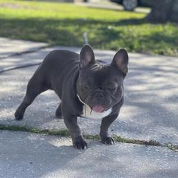 Compact Dog with Nice Structure and Big Bone in Riverview, fl