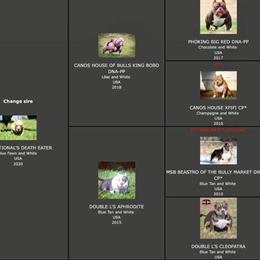 Stud Service Available for Kingbobo's Son in Grain Valley, mo