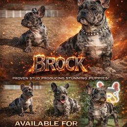 French Bulldog Stud - Merle, AKC Registered and Proven in Chicago, il