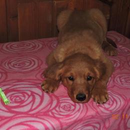 Golden Retriever Puppies - 1 Female Available in Midland, mi