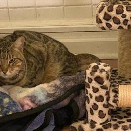 2 Year Old Female Bengal Cat Looking for Experienced Owner in Dallas, tx