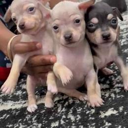 Teacup Chihuahuas Available - 1 Male Black and Tan, 1 Female Lilac, 1 Male Lilac in Baltimore, md