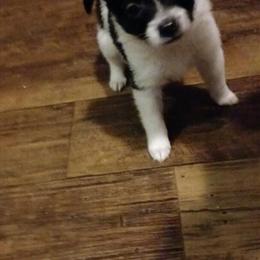 Long Hair Chihuahua Puppies Available in Logan, oh