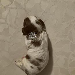 Cavalier King Charles Spaniel Puppy Available in Elizabethton, tn