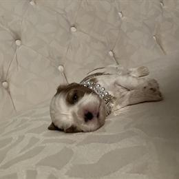 Cavalier King Charles Spaniel Puppy for Adoption in Elizabethton, tn