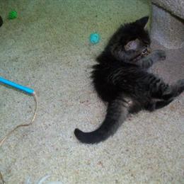 Maine Coon Kittens for Rehoming in Glencoe, mn