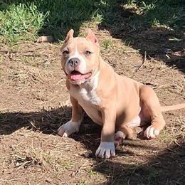 American Bully Puppy Available in Houston, tx