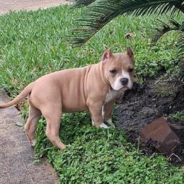 Male American Bully Puppy Available in Houston, tx