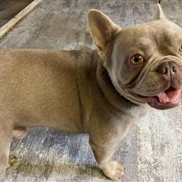 Proven AKC French Bulldog Isabella Stud Available in Battle Creek, mi