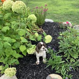 Cocker Spaniel, 2 Years Old, Needs a New Home in Jackson, mi