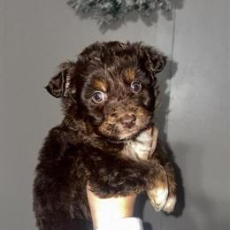 Bernedoodle Puppies Available for Adoption in Ironton, oh