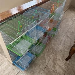 Cages for Sale in Chicago, il
