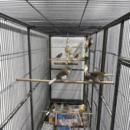 Canaries for Sale in Chicago, il