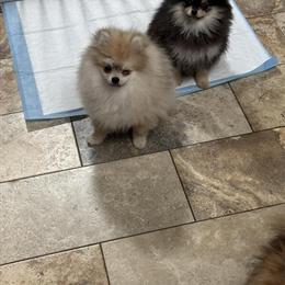 Pomeranian Puppies Ready for New Homes in Staten Island, ny