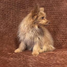 Yorkshire Terrier Pomeranian Puppy in Alma, mi