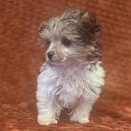Yorkshire Terrier Toy Poodle Puppy Ready for New Family in Alma, mi