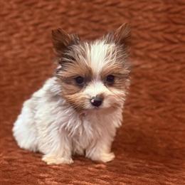Morkie Puppies Available - Sweet Temperament and Rare Colors in Alma, mi