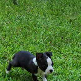 Boston Terrier Puppies Available in Belleville, mi