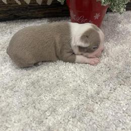 Boston Terrier Puppies Available in Belleville, mi