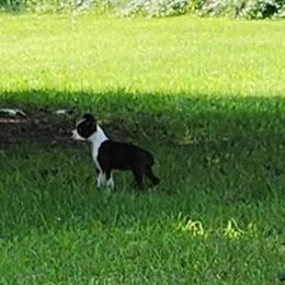 Boston Terrier Puppies Available in Belleville, mi