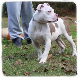 Impressive XL Female Dog with Full Registration and Vaccination Record in Brookhaven, ms