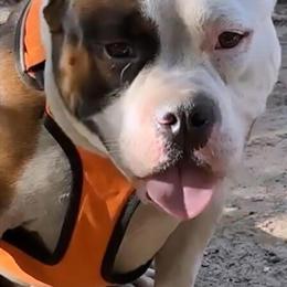 Pocket Male Dog Available for Adoption in Atlanta, ga