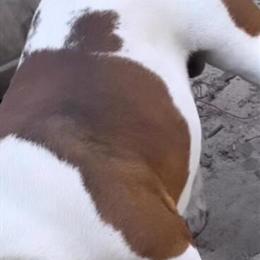 Adult male pocket dog available in Atlanta, ga