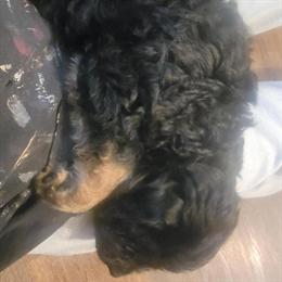 Doodle puppies ready for their forever homes in Fort Wayne, in