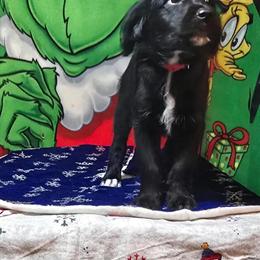 Aussiedoodle Mix Puppies Ready for Adoption in Bristol, Virginia in Bristol, va
