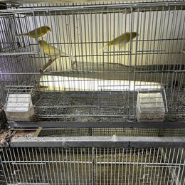 American Singer Canary for Sale in Pittsburgh, pa