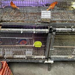 Red Factor Canary for Sale in Pittsburgh, pa