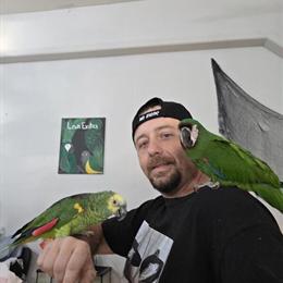 Exotic Birds Available at Lewis Exotics in Wilkesboro, NC in Spartanburg, sc