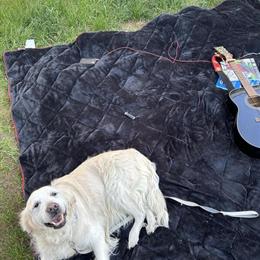 Golden Retriever Female English White Available for Adoption in Grand Rapids, mi