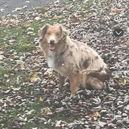 Australian Shepherd, 2 years old, needs a new home in Mount Morris, Michigan in Flint, mi