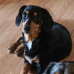 Corgi and Dorgi Looking for Approved Homes in Parkersburg, wv