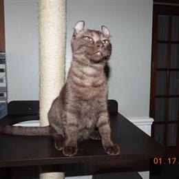 Highlander Male Kitten - Tica Registered Chocolate/Silver Mackerel in Vestal, ny