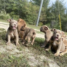 Pocket Bully Puppies Available for Rehoming in Laurinburg, nc