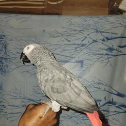 Male African Grey Parrot for Rehoming in Buffalo, ny