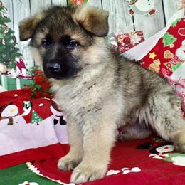 German Shepherd Boys - Old Fashion King Size in Chicago, il