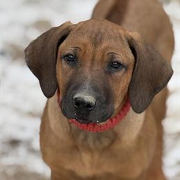Rhodesian Ridgeback Puppies Coming Soon in Greenville, mi