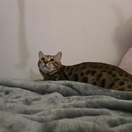 Bengal Cat with Breeding Rights in Iron Mountain, mi