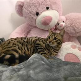 Bengal Cat with Breeding Rights in Iron Mountain, mi