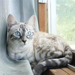 Bengal Cat with Breeding Rights in Iron Mountain, mi