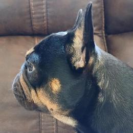 French Bulldog Stud Service Available in Miami, fl