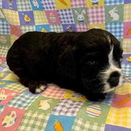 Cockalier Puppies Ready for Adoption in Brandenburg, ky