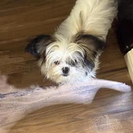 Shih Tzu/Chihuahua Puppy for Adoption in Brandenburg, ky