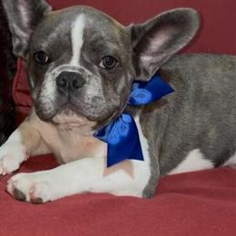French Bulldog Boy Ready for Forever Home in Spring Hill, fl